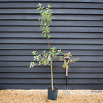 Apple tree 'Laxton's Superb' | Malus domestica - TM26 - Dwarfing - 140-150cm - 10lt