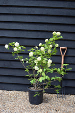 Viburnum Opulus Roseum | Snowball Bush - 40-50cm - 12lt