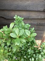 Ilex crenata | Japanese Holly - Shrub - Height 100-120cm - 10lt