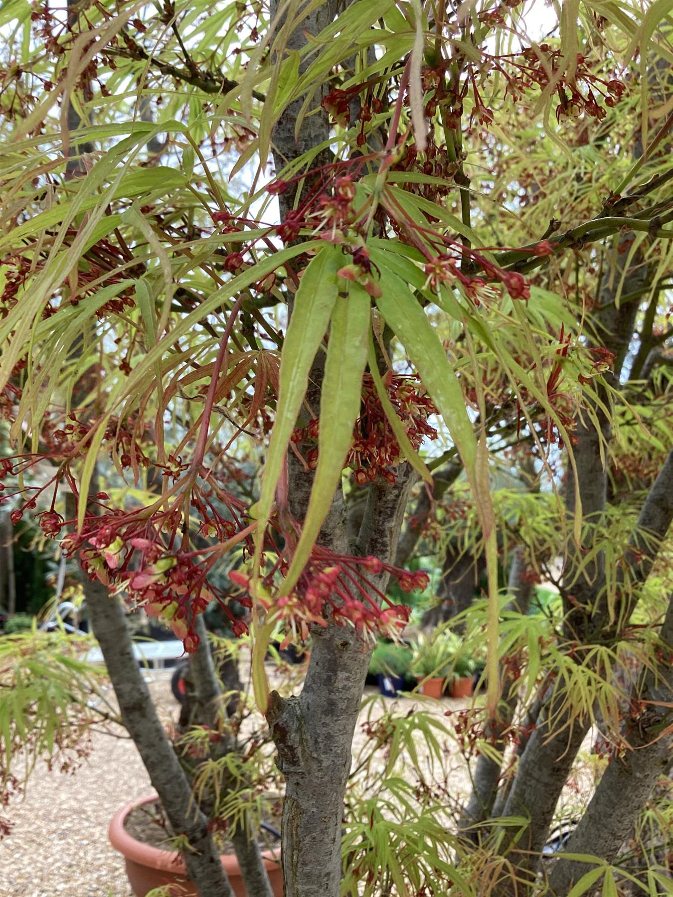 Acer palmatum Linearilobum | Japanese maple 'Linearilobum' - 240-260cm, 180lt
