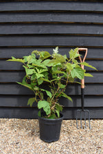 Hydrangea quercifolia | Oak-leaved hydrangea - 60-80cm, 10lt
