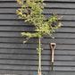 Prunus Serrulata 'Rebecca' | Rebecca  Cherry - 170-180cm, 12lt