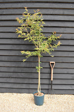 Prunus Serrulata 'Rebecca' | Rebecca Cherry - 170-180cm, 12lt