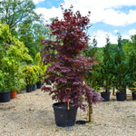 Acer palmatum 'Bloodgood' | Bloodgood Japanese Maple - Height 200-240cm - 130lt