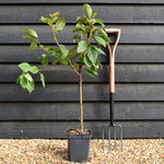 Prunus avium 'Kordia' | Sweet Cherry 'Kordia' - Patio Rootstock - Height 80-100cm, 7lt