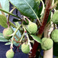 Arbutus unedo | Strawberry Tree - 20-25cm, 3lt