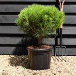 Pinus densiflora 'Alice Verkade' - Clear Stem 5cm - Girth 8-10cm - Height 40-50cm - Width 40-50cm - 20lt