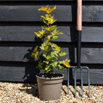Physocarpus 'Magic Ball' - Shrub - Height 15-25cm - 2lt