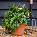 Nandina domestica Firepower | Dwarf Heavenly Bamboo ''Firepower'- Height 30-40cm - 9lt