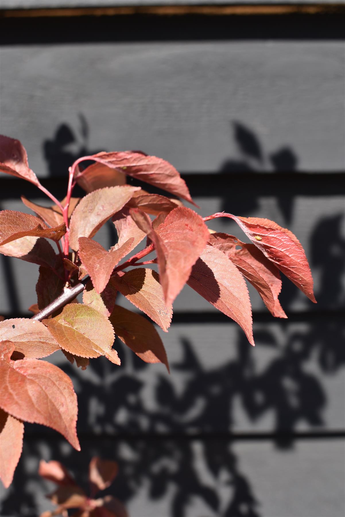 Prunus x blireana | Blireana Plum - Height 150-180cm, 10lt