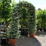 Star Jasmine | Trachelospermum jasminoides - Arch - Height 220cm-70lt
