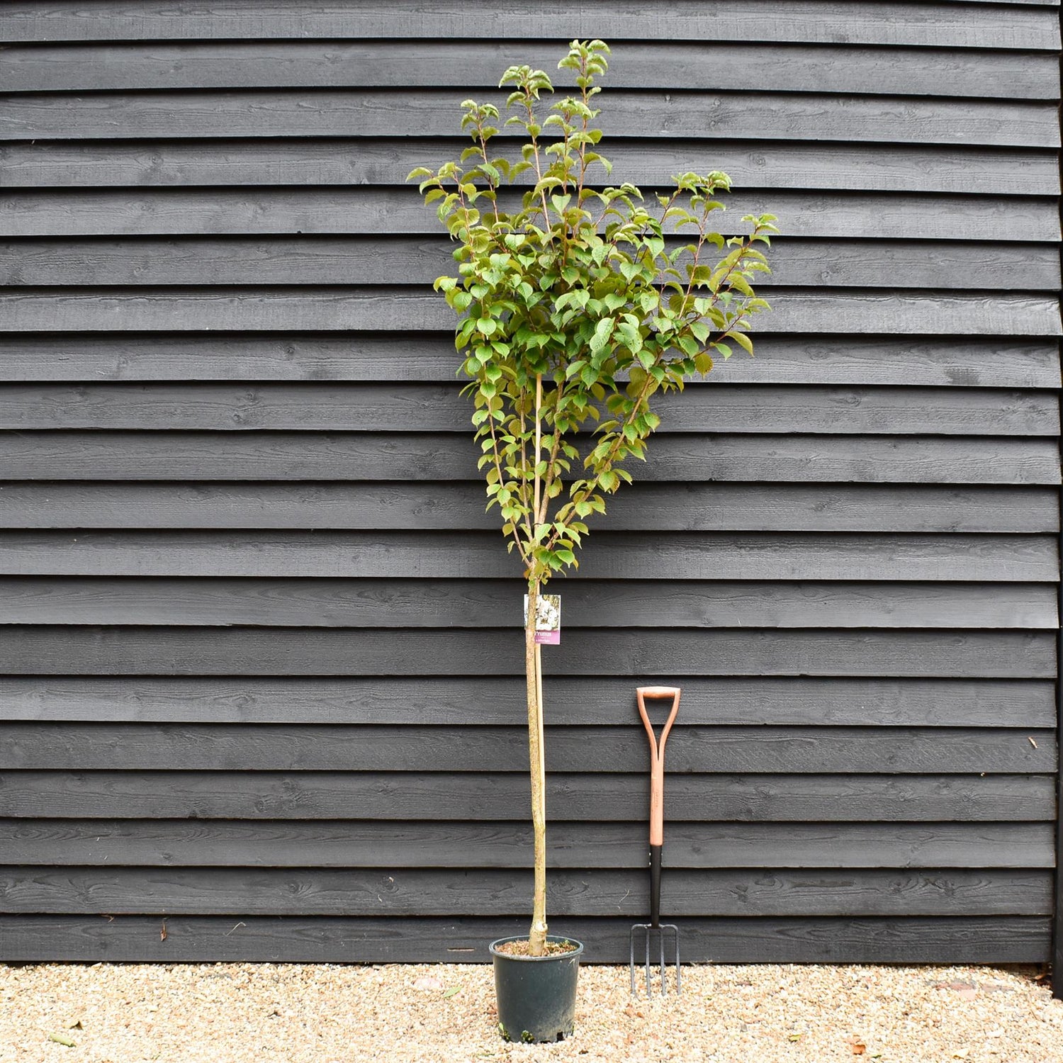 Prunus 'Spire' | Cherry 'Spire' -  Height 150-180cm - 12lt