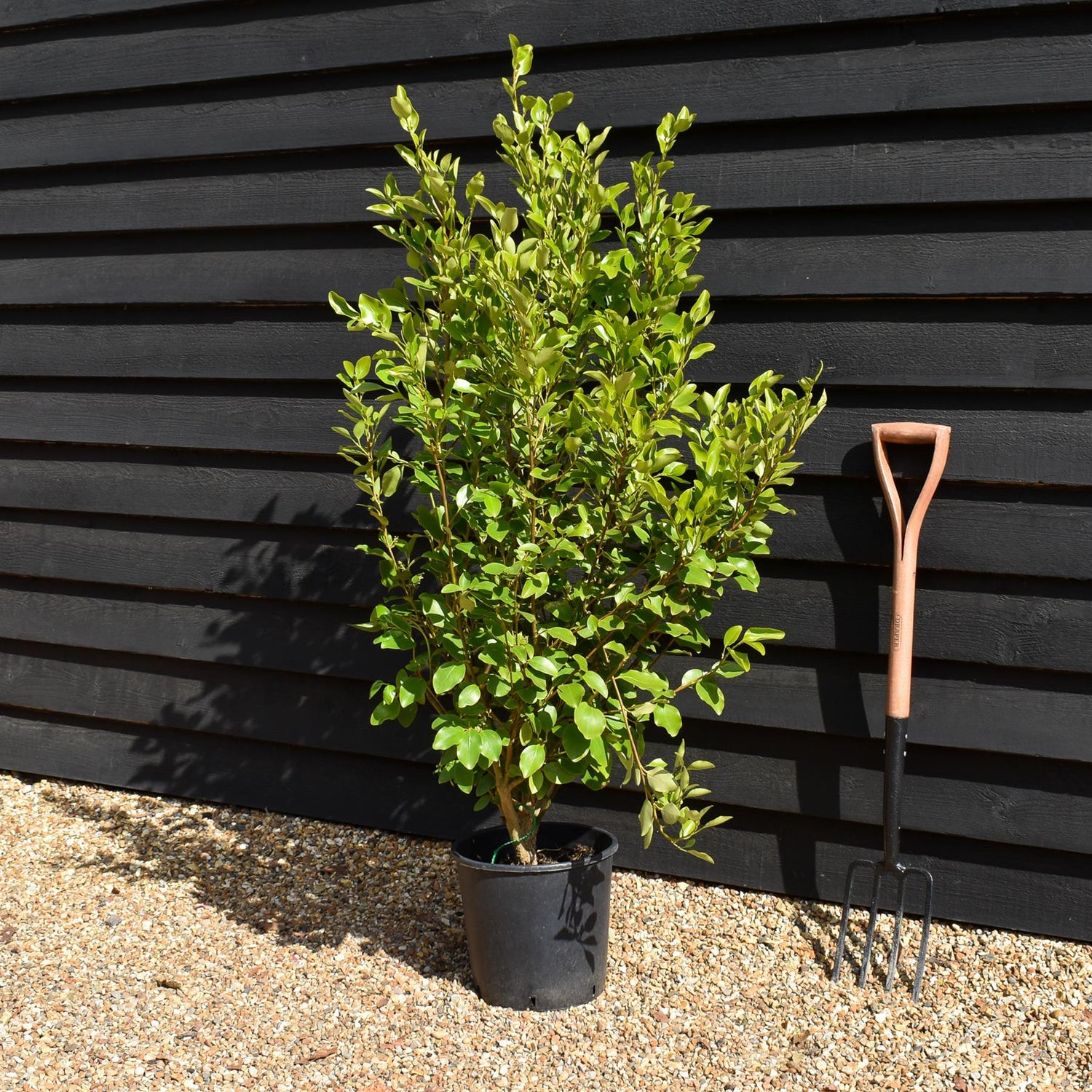 Griselinia littoralis - Pot Grown - Height 120-140cm - 12lt