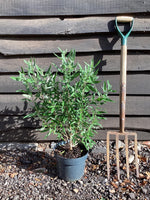 Caryopteris - clandonensis (Bluebeard) 'Kew Blue' - 10/20cm, 2lt