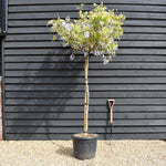 Wisteria brachybotrys 'Showa-beni' Clear Stem 140cm - Girth 10-12cm - Height 200-220cm - 55lt