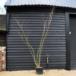 Silk Tree | Albizia julibrissin 'Ombrella' - Height 280-310cm - Multistem - 45lt
