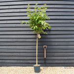 Prunus Pink Perfection | Flowering Cherry 'Pink Perfection' - 200-250cm, 10lt