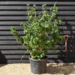 Corylus avellana 'Contorta' | Corkscrew Hazel - Height 160-190cm - 45lt