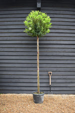 Portuguese Laurel Tree | Prunus Lusitanica - Clear Stem - Height 240-260cm - Girth 10-12cm - 35lt