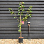 Cherry 'Sunburst' on Colt | Prunus Avium - Semi-Dwarfing - 160-170cm - 12lt