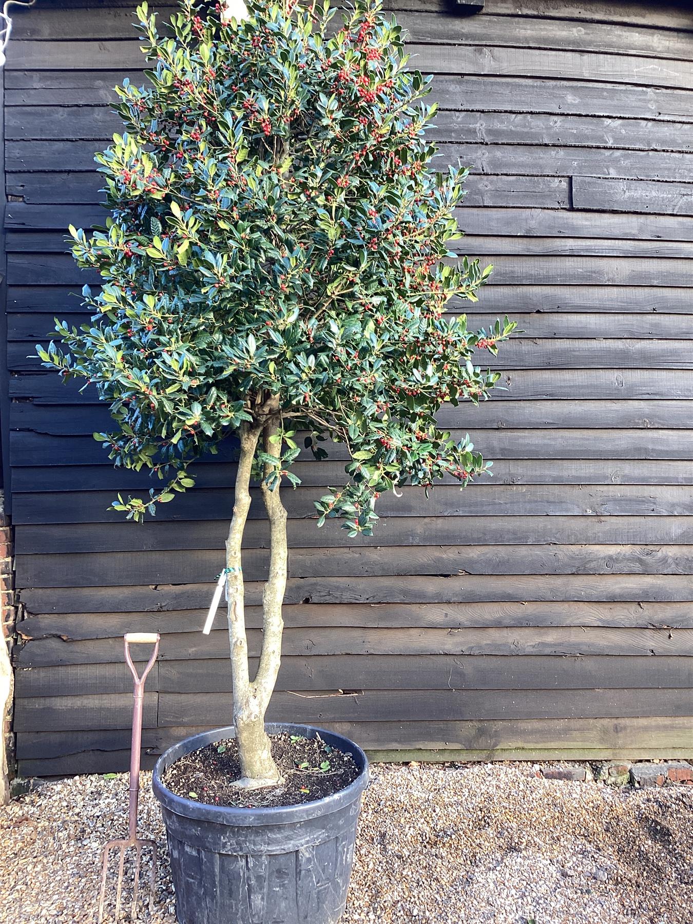 Ilex Nellie R Stevens - Holly 'Nellie R. Stevens' 'Fungo' - 300cm, 180lt