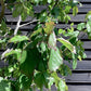 Parrotia Persica Multistem | Iron Tree - 400-420cm, 180lt