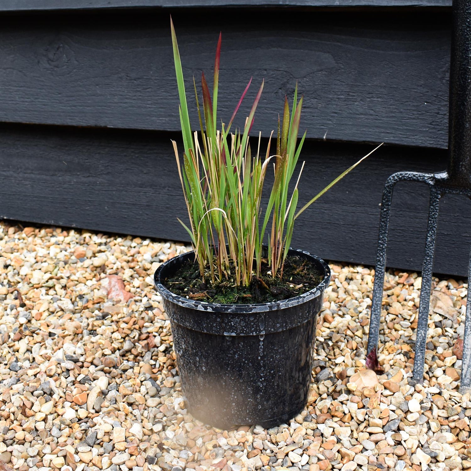 Imperata cylindrica 'Red Baron' | Japanese Blood Grass 20-30cm - 2lt