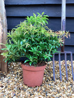 Pieris japonica 'Scarlett O'Hara' - 55-60cm, 5lt