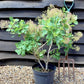 Cotinus coggy. Young Lady | Smoke Tree 'Young Lady' - 50-100cm, 5lt