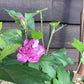 Hibiscus syriacus 'Ardens' | Rose of Sharon 'Ardens' - 50-60cm, 10lt