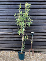 Pear tree 'Williams' Bon Chretien' | Pyrus communis - 150-160cm - 10lt