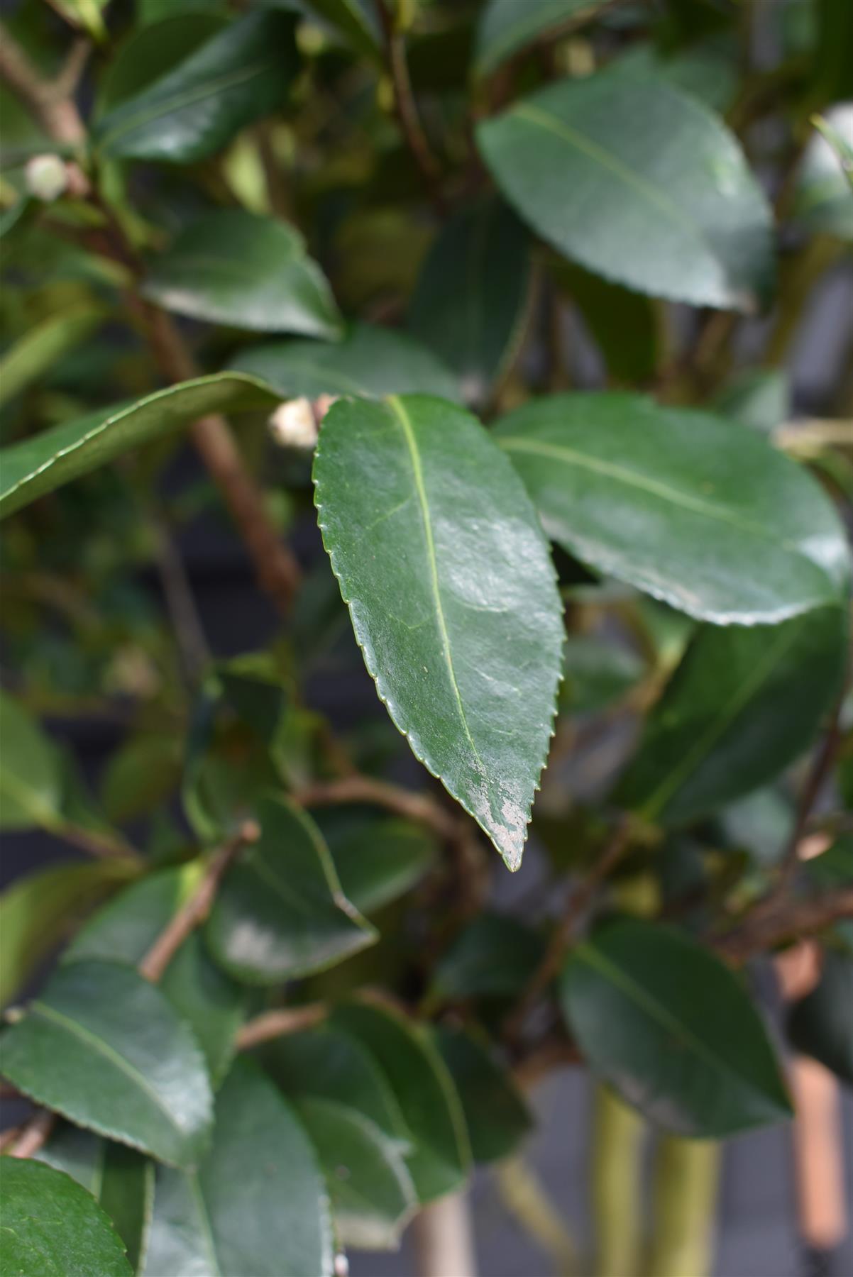 Camellia sasanqua - Multistem - Large Shrub - Height 230-250cm - 110lt