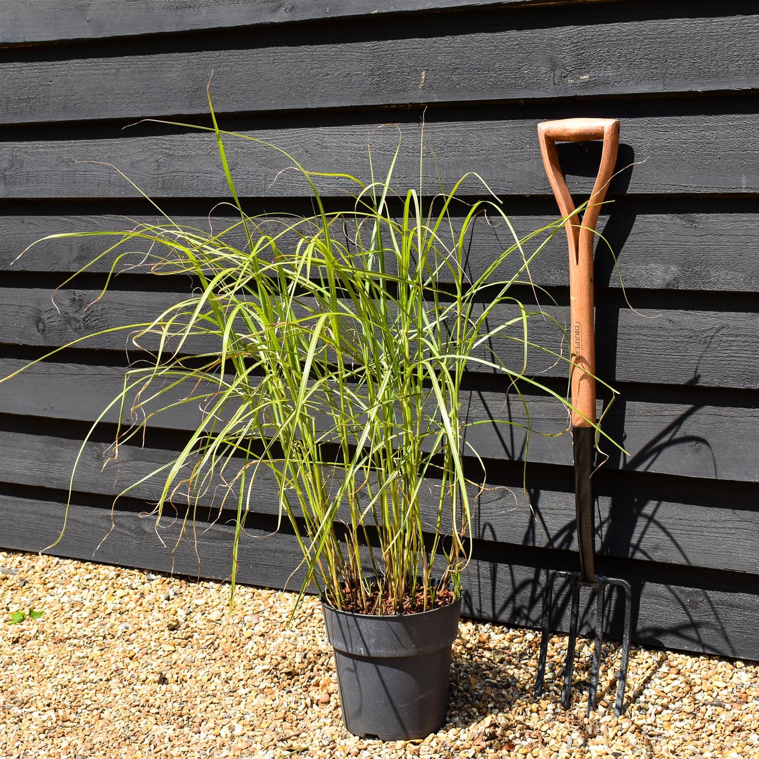 Miscanthus sinensis 'Pink Cloud' - Grass - Herbaceous Perennial - Height 80-90cm - 6.5lt