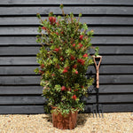 Callistemon Laevis | Bottlebrush - Shrub - Height 130-150cm - 35lt