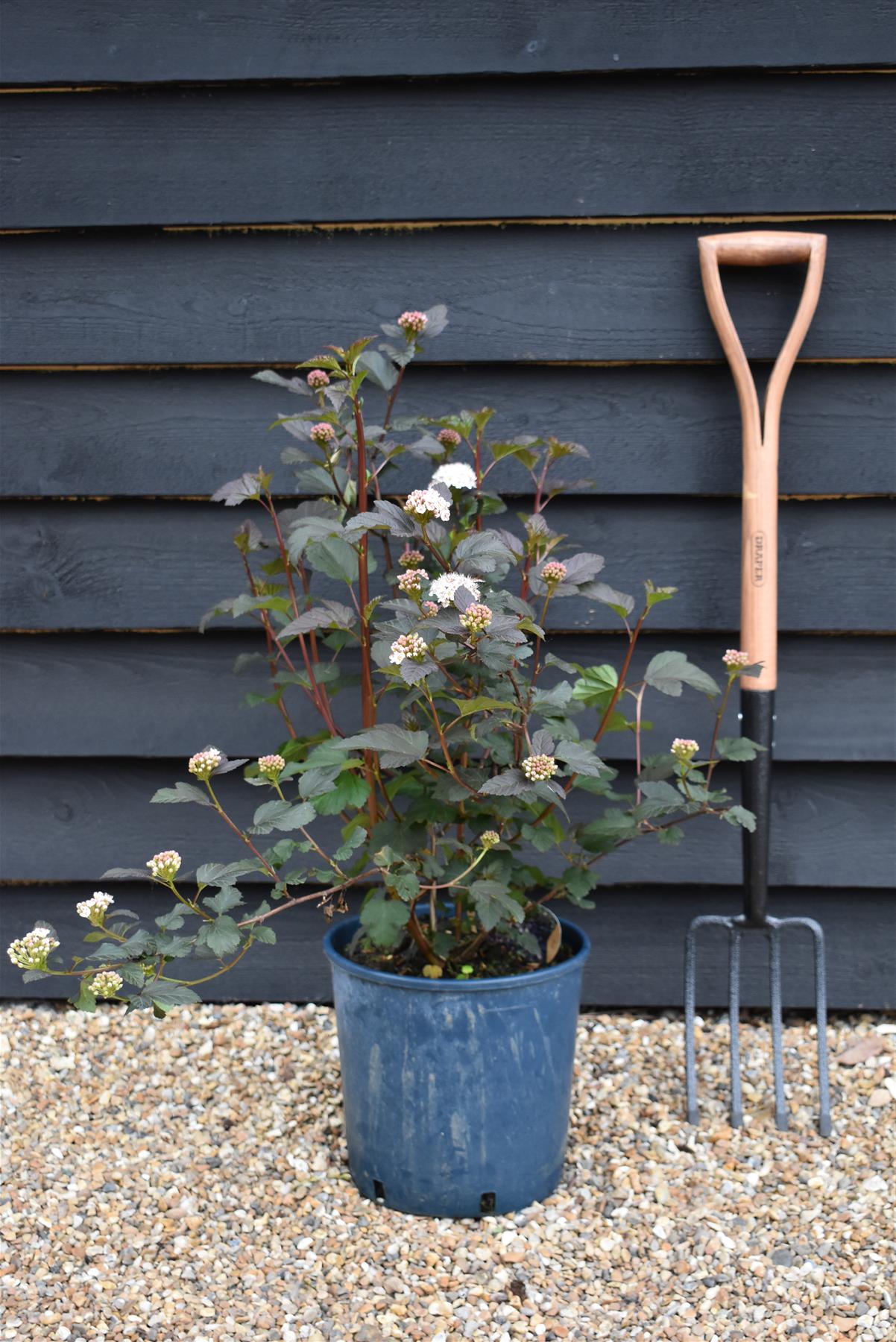 Physocarpus opulifolius 'Diablo' - 60-90cm, 12lt