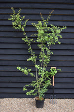 Crataegus Monogyna - Height 140-160cm - Bushy - 10lt