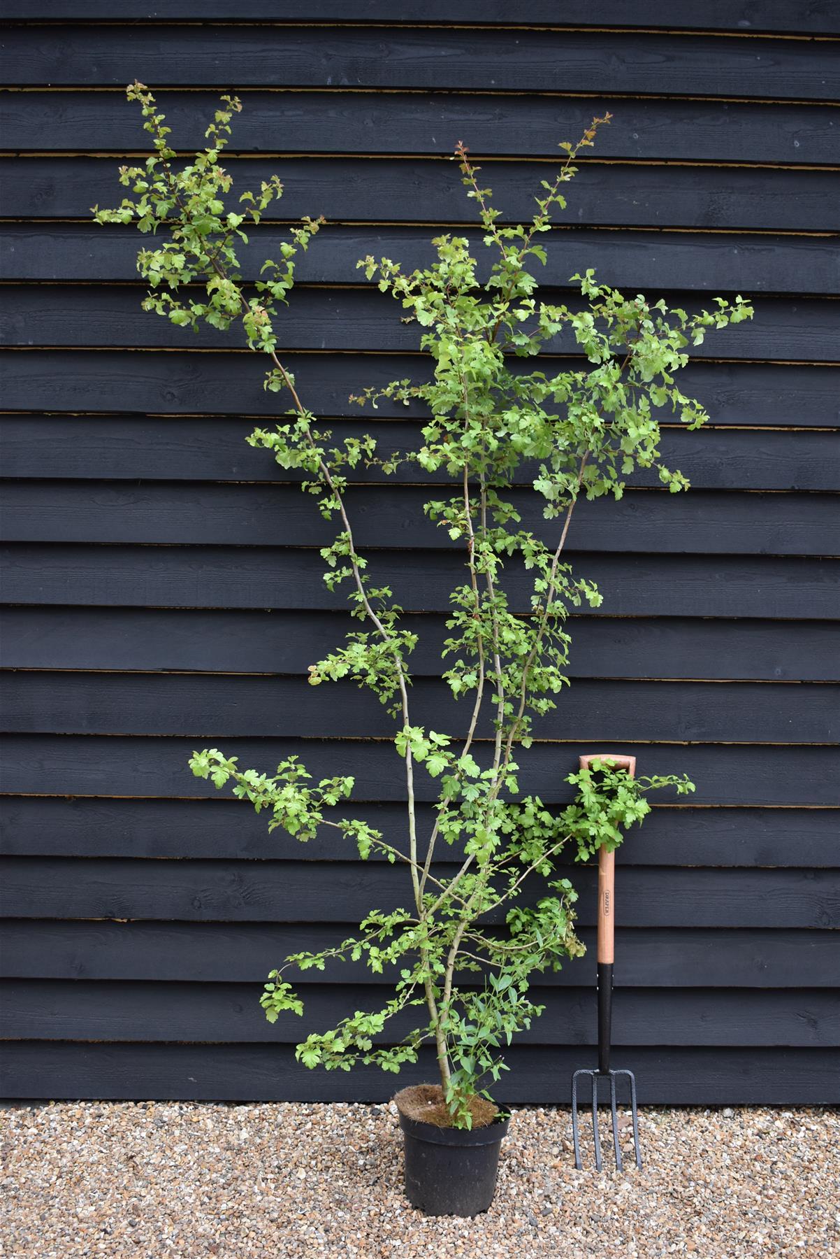 Crataegus Monogyna - Height 140-160cm - Bushy - 10lt
