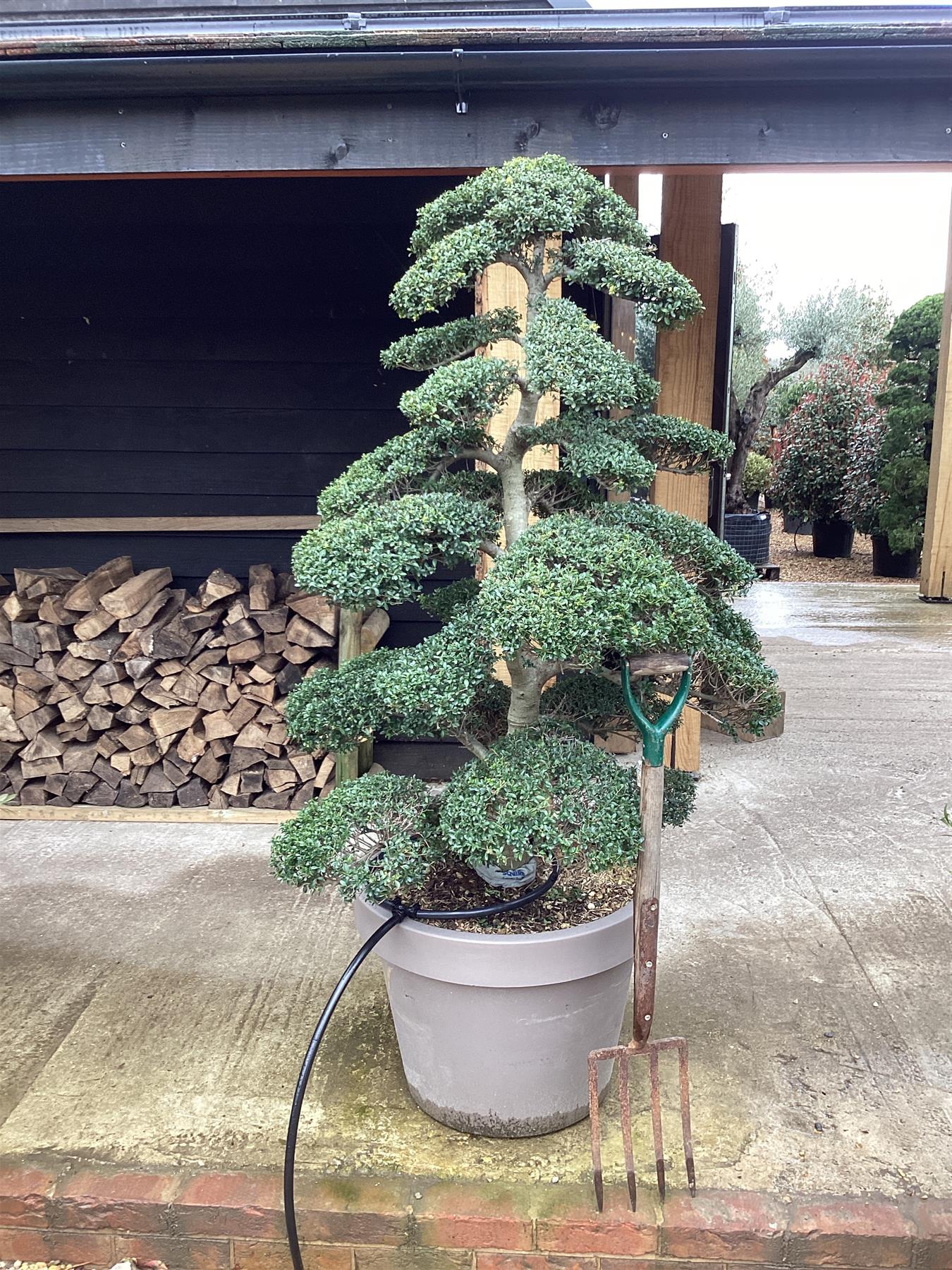 bonsai holly tree Ilex Crenata | Japanese Holly Bonsai Cloud Tree