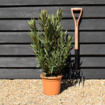 Nerium oleander - Dark Pink - 80cm - 7lt