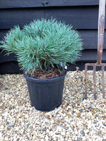Pinus sylvestris 'Chantry Blue' - 45-55cm, 10lt