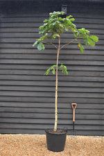 Aesculus hippocastanum | Horse Chestnut - Girth 10-12cm - 260-280cm - 70lt