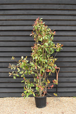 Photinia Red Robin - 180/190cm, 25lt