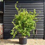 Japanese maple 'Going Green' | Acer palmatum - Bushy - Height 150-180cm - 20-25lt