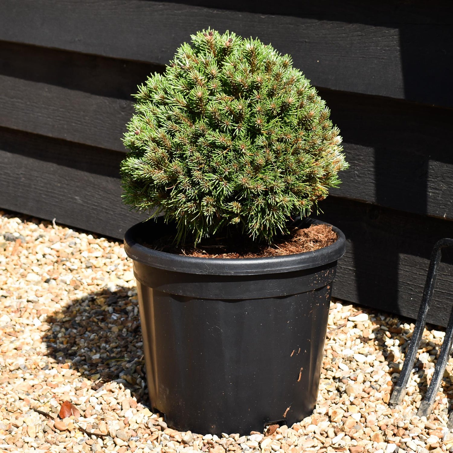 Pinus mugo 'Benjamin' - Height 20-25cm - Width 30-40cm - 8lt