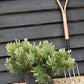 Pinus mugo 'Krauskopf' | Dwarf mountain pine - Height 70-80cm - Width 40cm - 18lt
