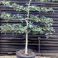 Fig - Ficus carica 'Brogiotto Bianco' - Large - Trained - Espalier - 230cm - 230lt