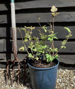 Physocarpus opulifolius 'Dart's Gold' - 55-65cm, 3lt
