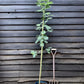 Acacia dealbata 'Gaulois Astier' | Mimosa Tree - 120-150cm, 10lt