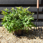 Leucothoe Keiskei 'Burning Love'| Keiskei Dog Hobble - Height 25-35cm - 5lt