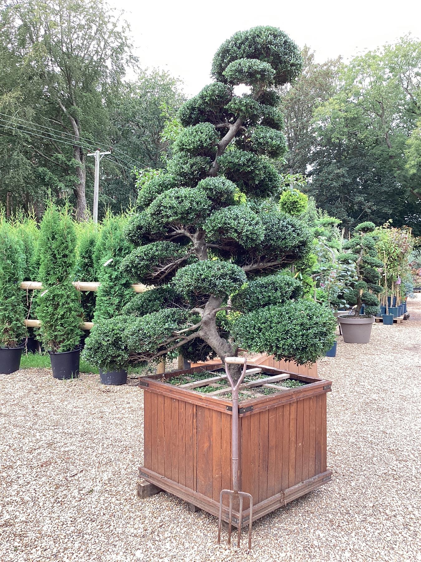 large outdoor bonsai tree for sale Ilex Crenata | Japanese Holly Cloud Tree - Large Mature Bonsai